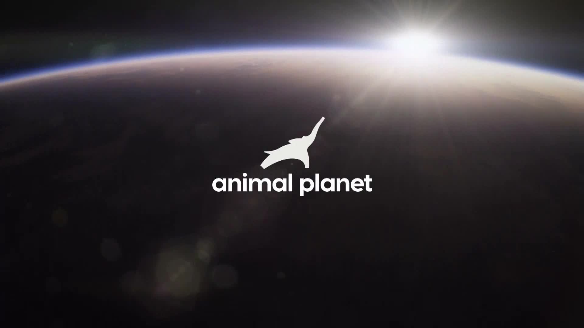 AnimalPlanet