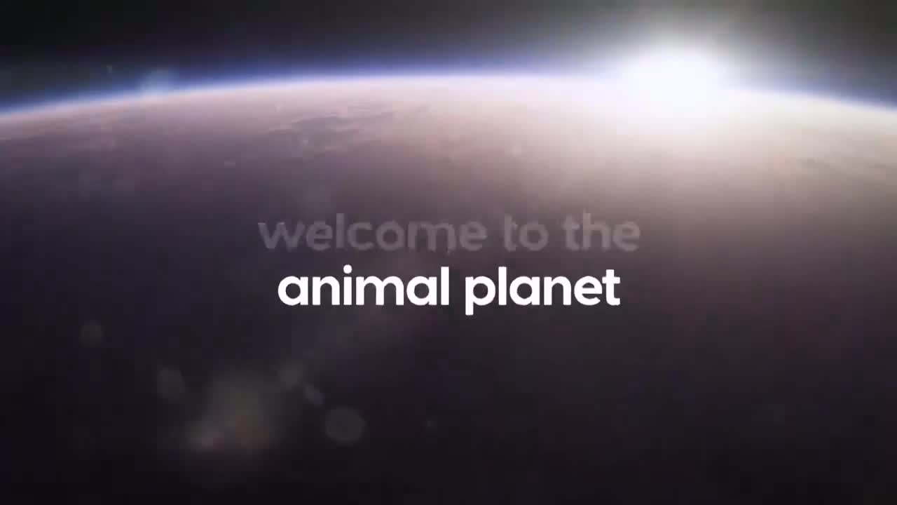 AnimalPlanet