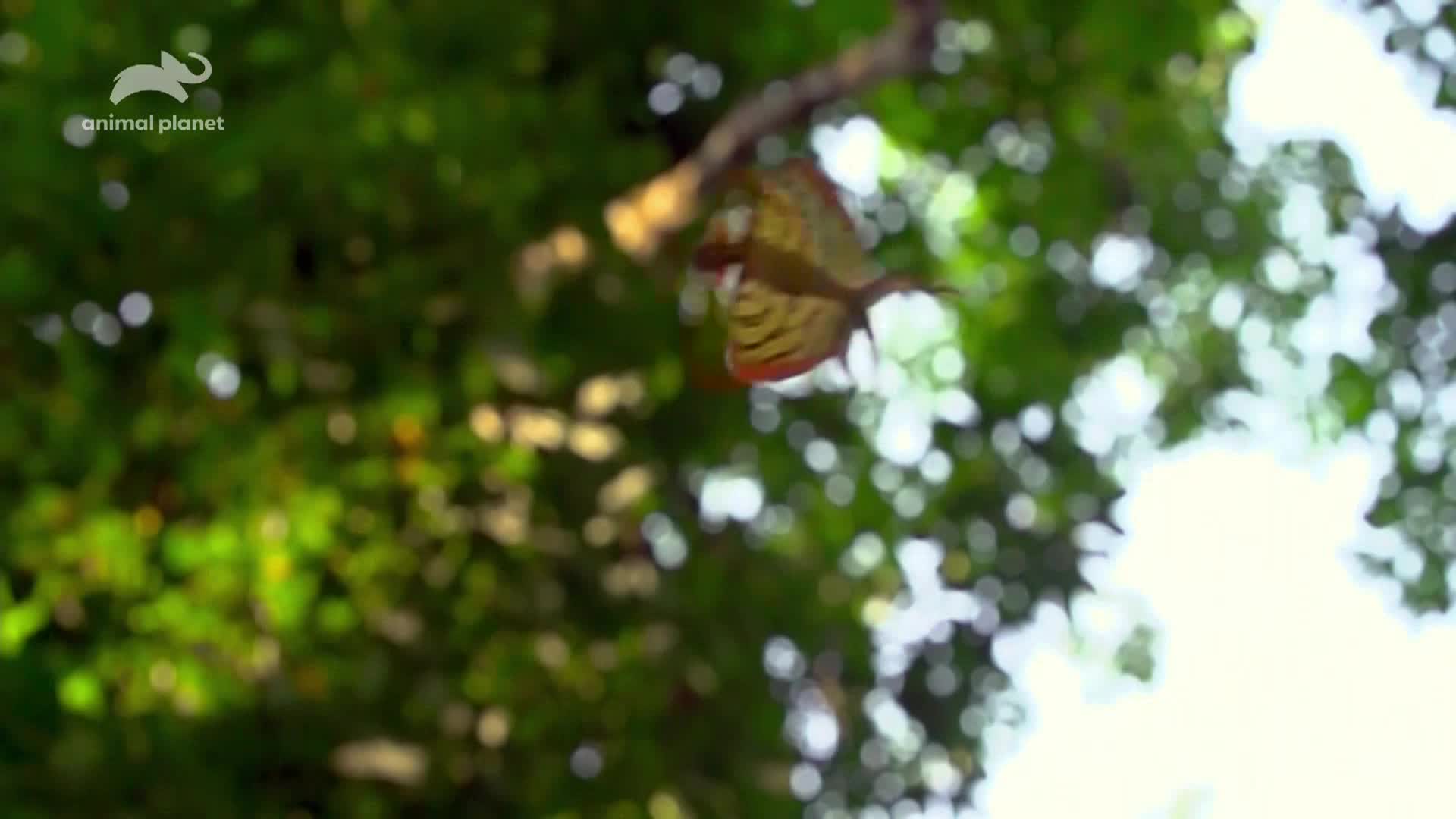 AnimalPlanet