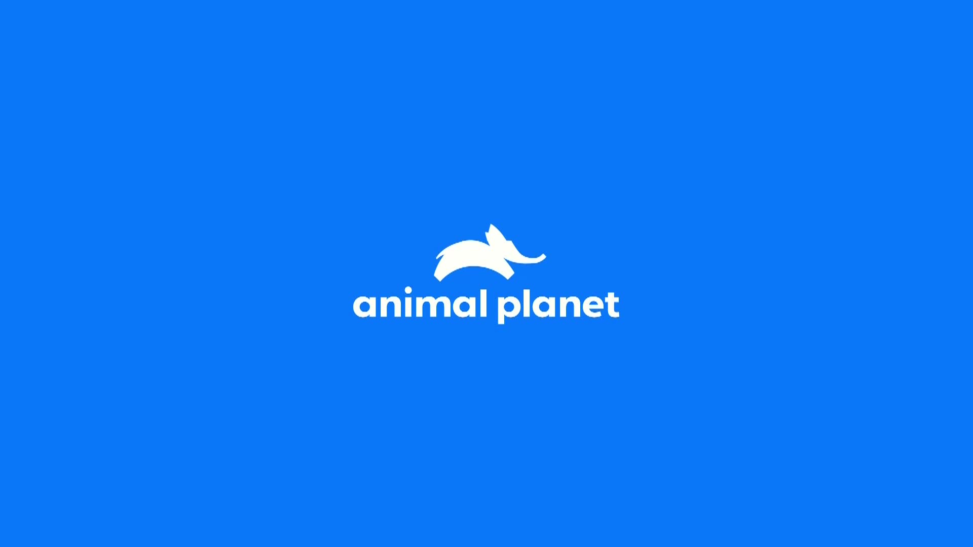 AnimalPlanet