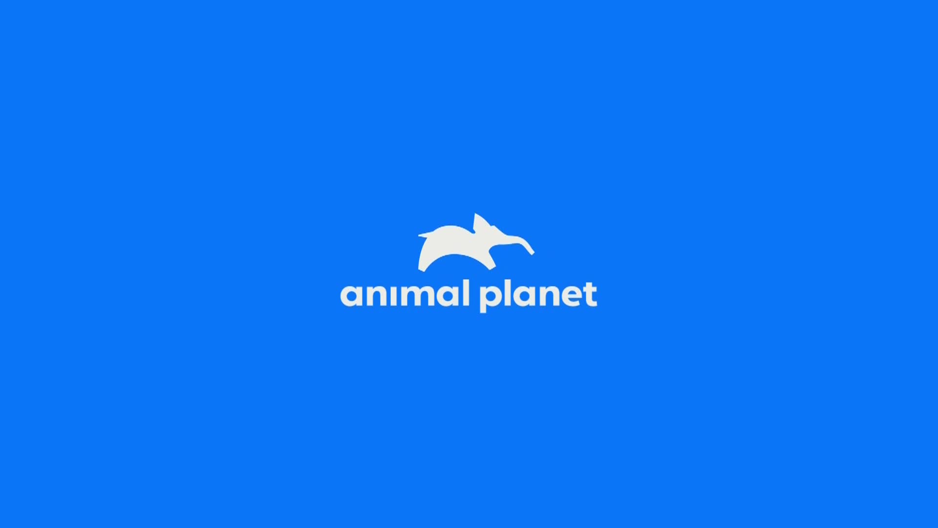 AnimalPlanet