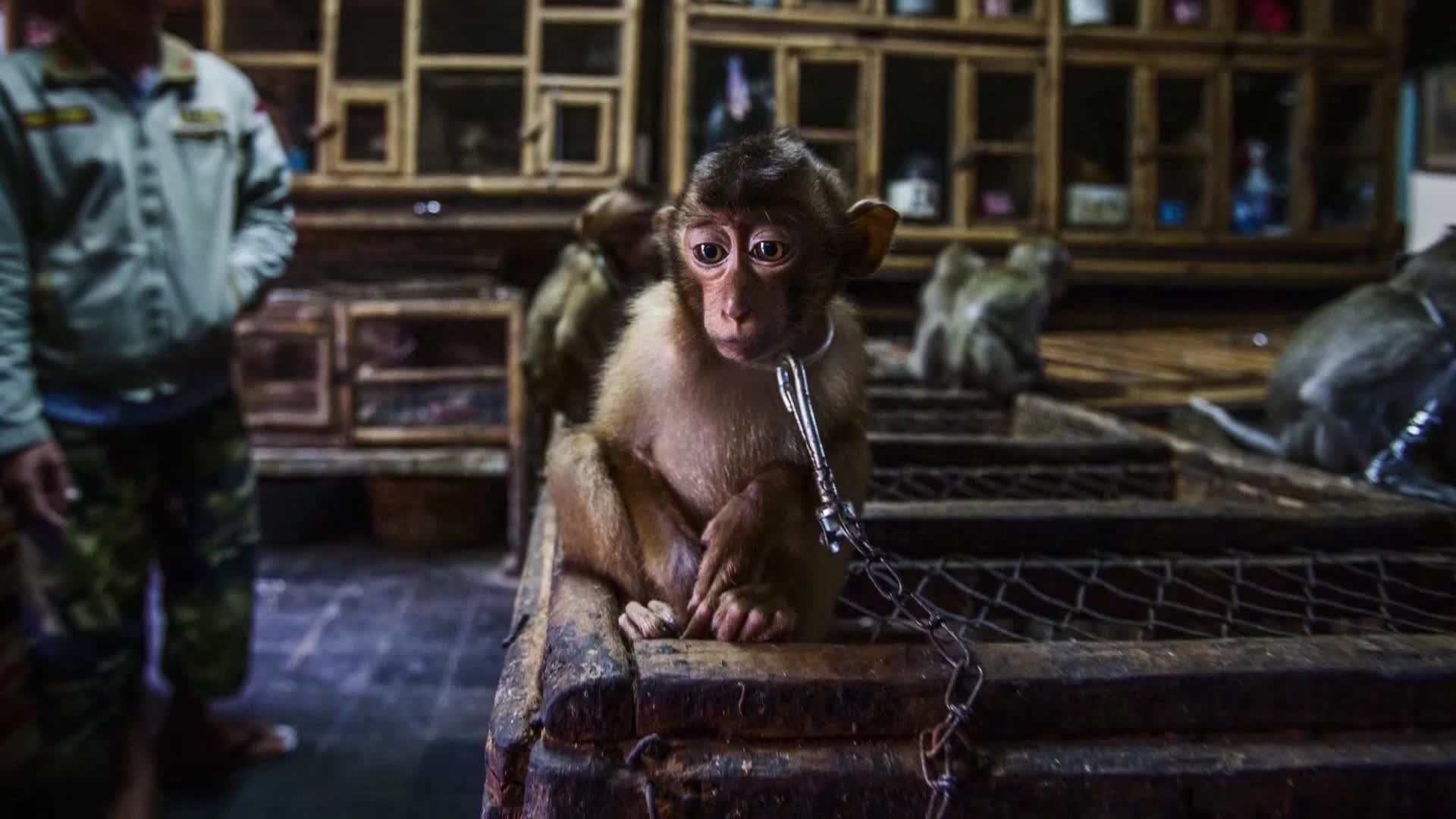 AnimalPlanet