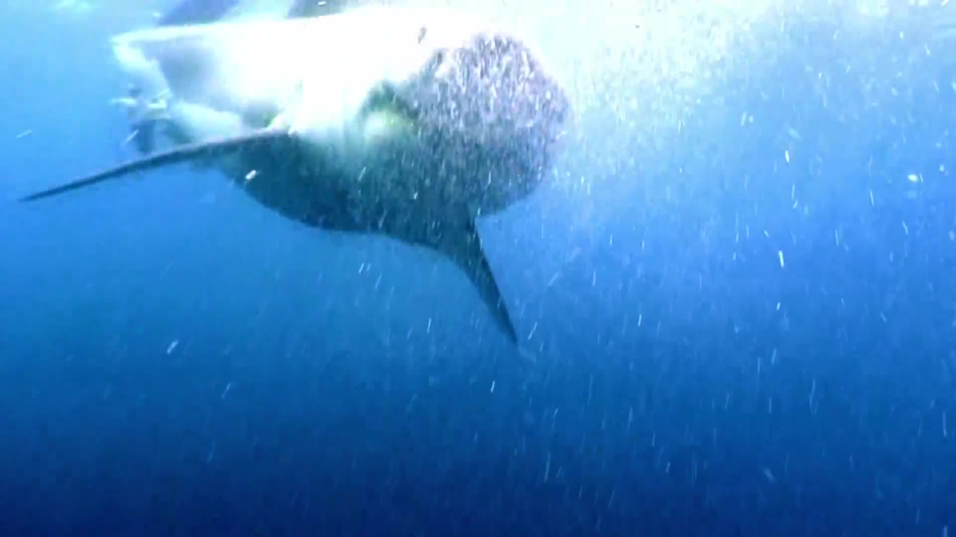 AnimalPlanet