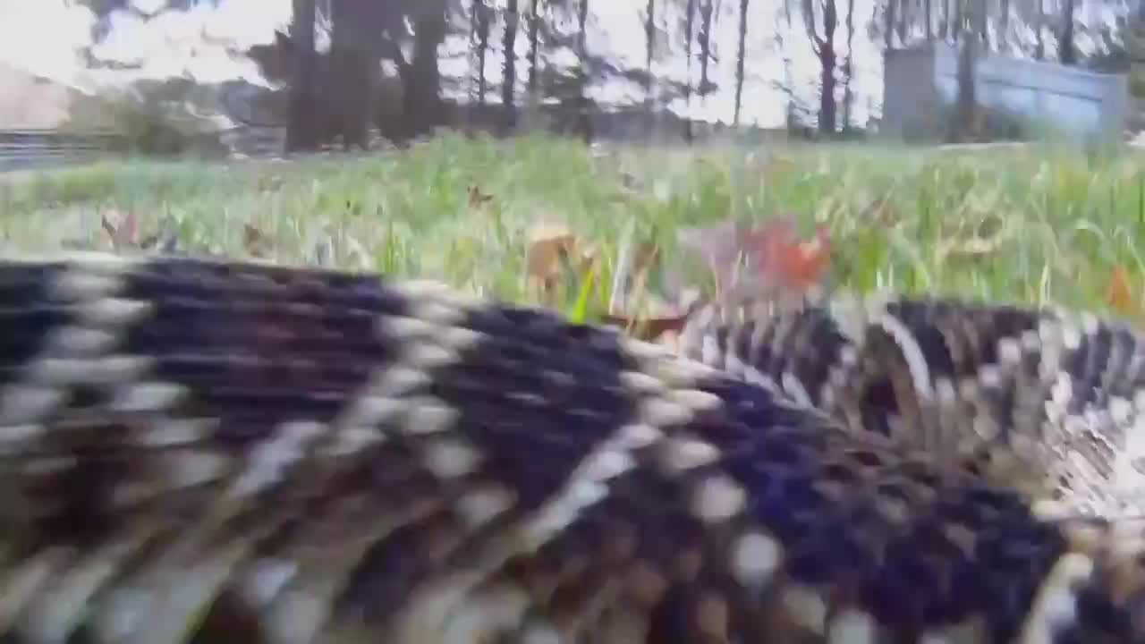 AnimalPlanet