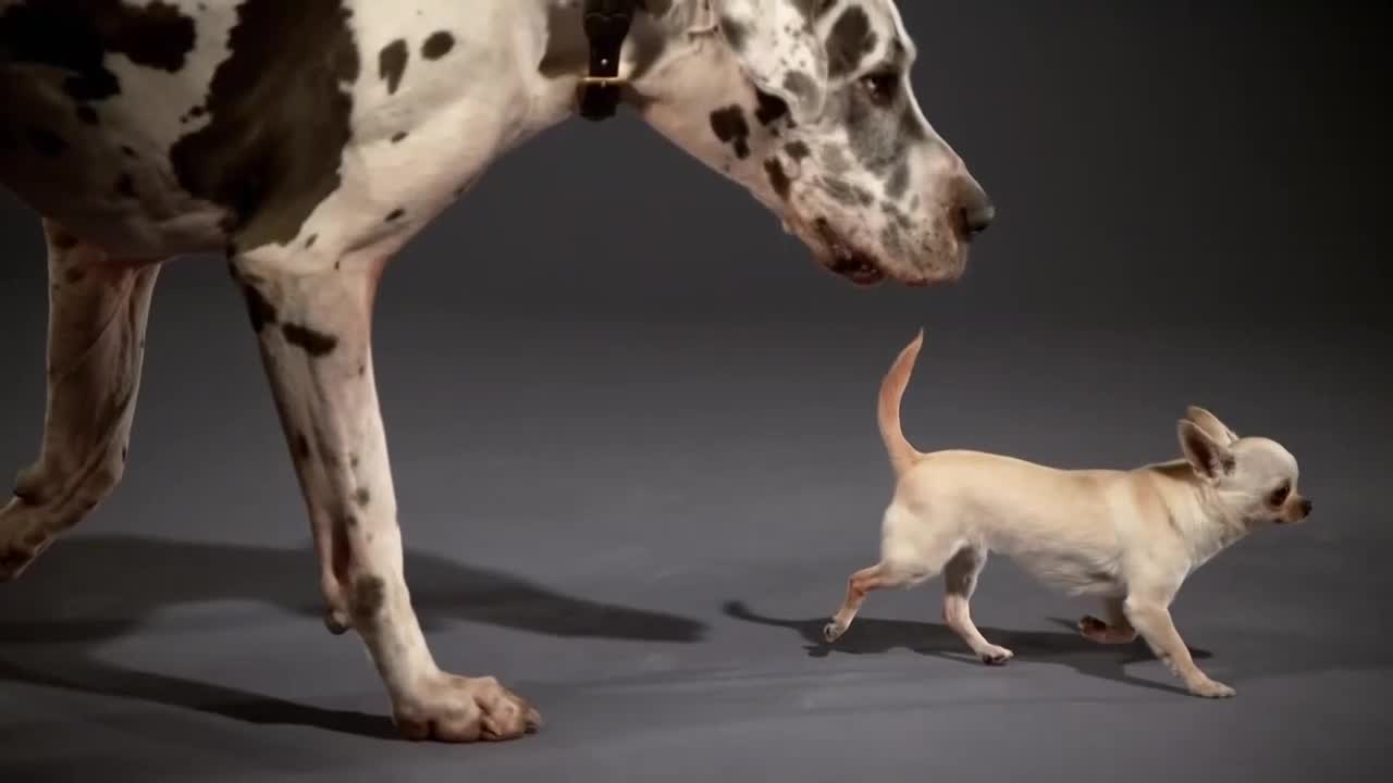 AnimalPlanet