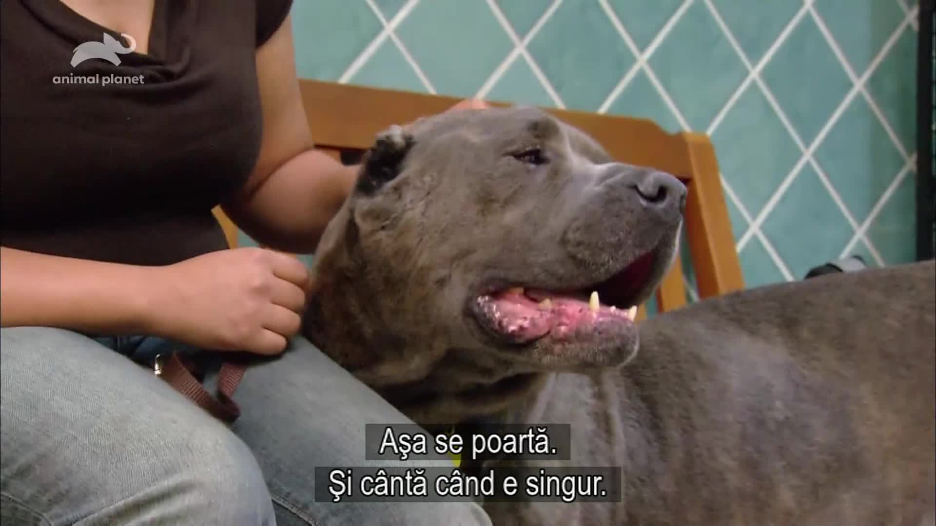 AnimalPlanet