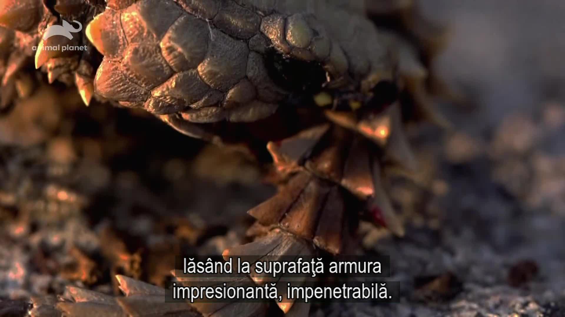AnimalPlanet