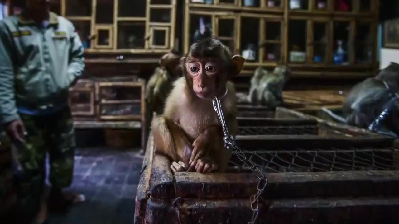 AnimalPlanet