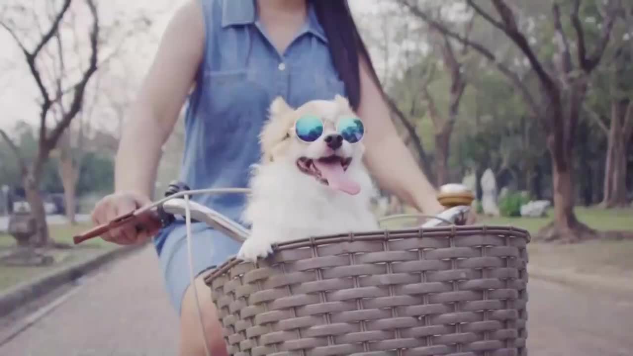 AnimalPlanet