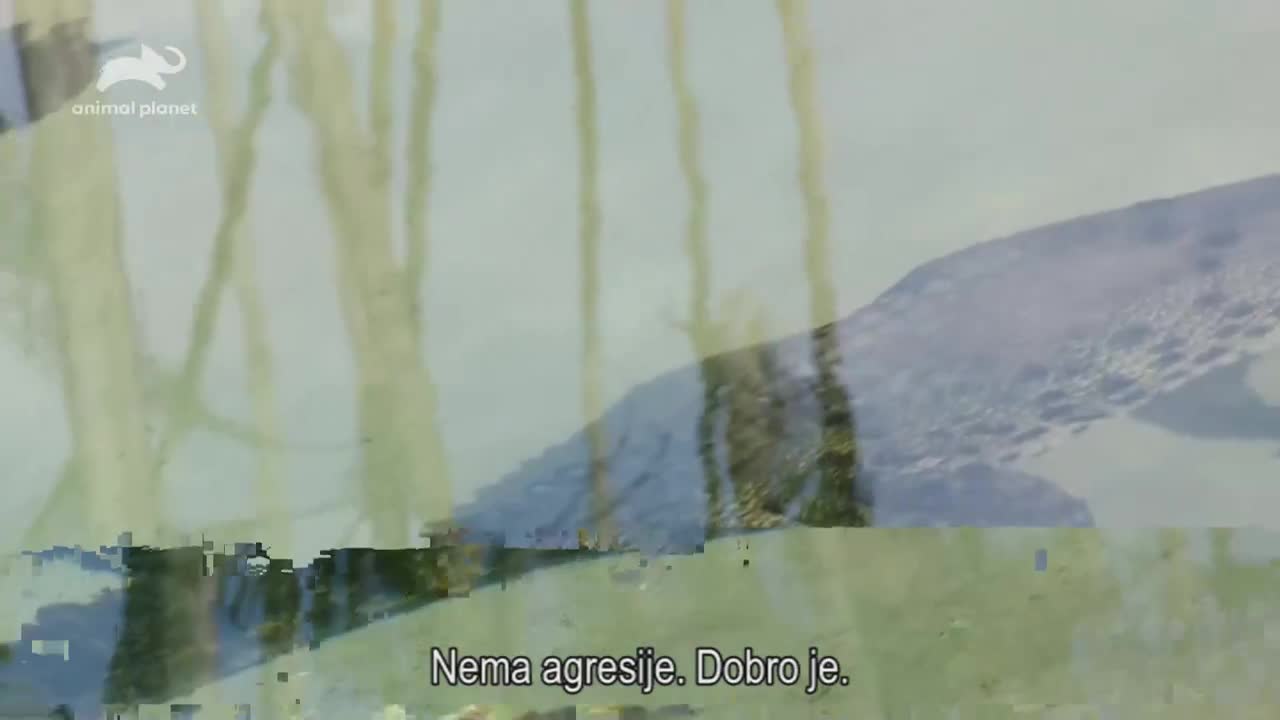 AnimalPlanet