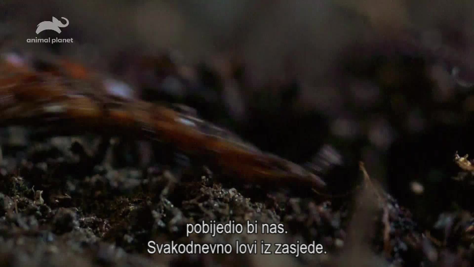 AnimalPlanet