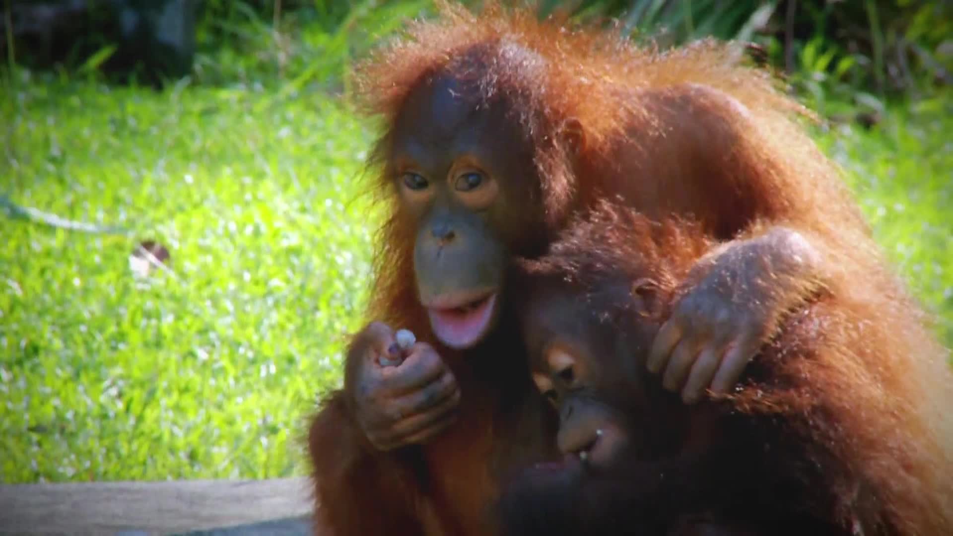 AnimalPlanet