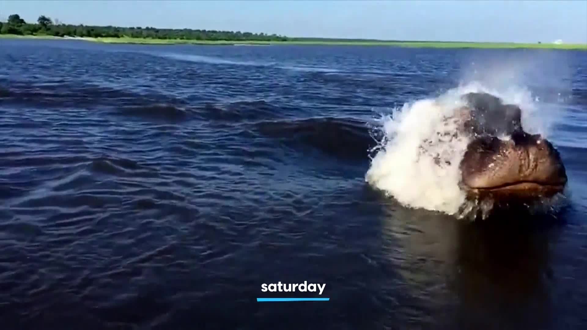 AnimalPlanet