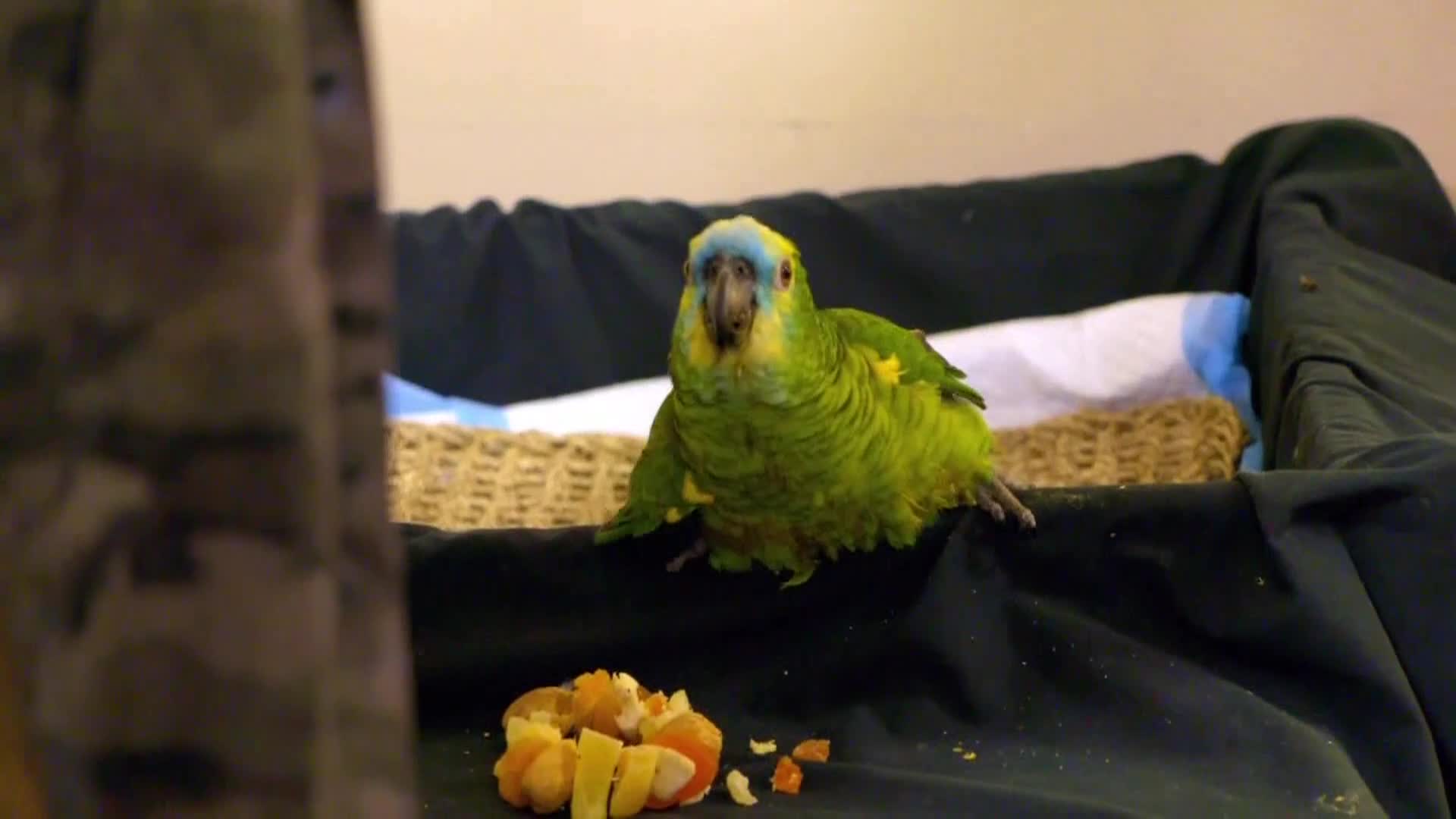 AnimalPlanet