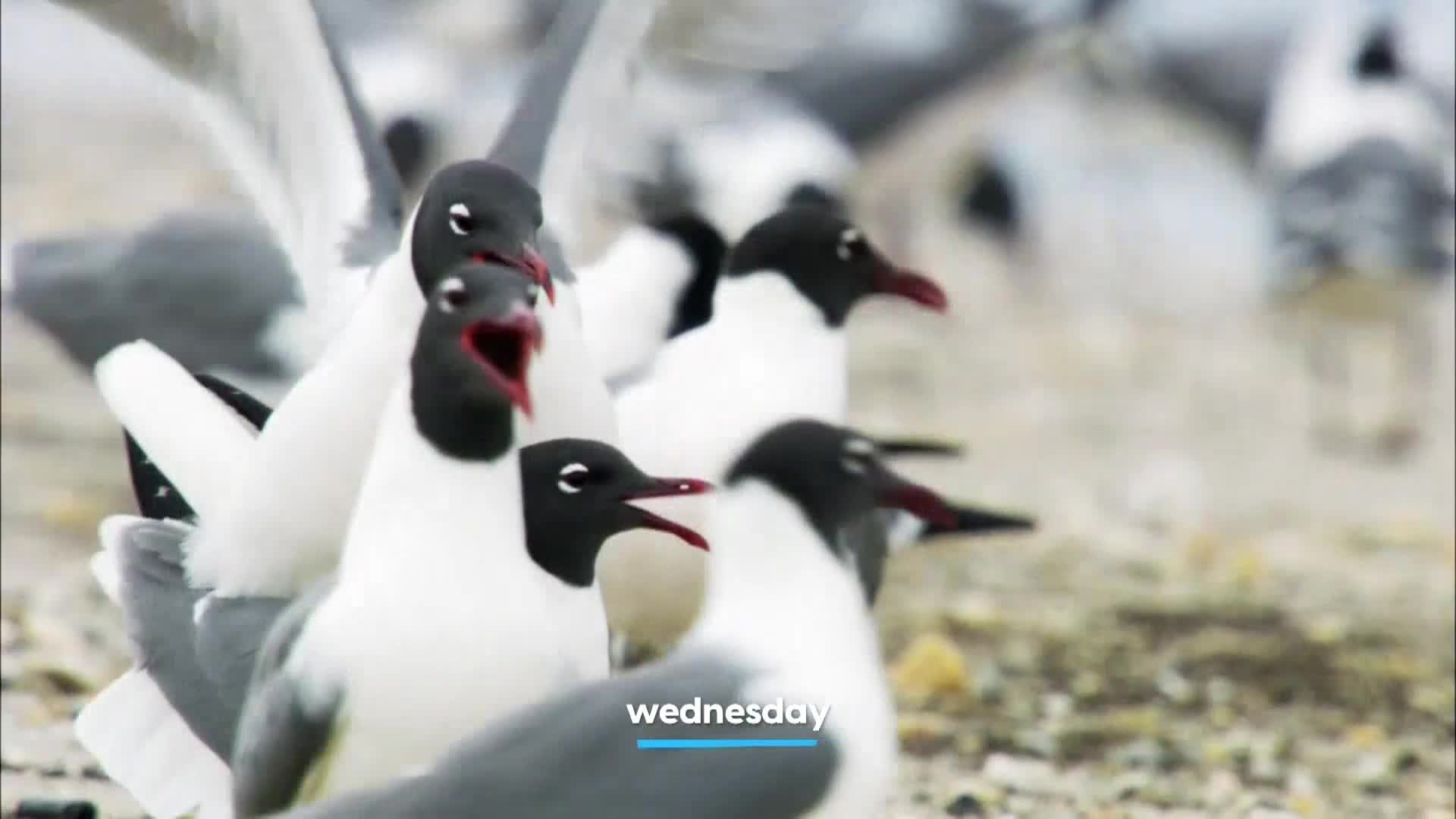 AnimalPlanet