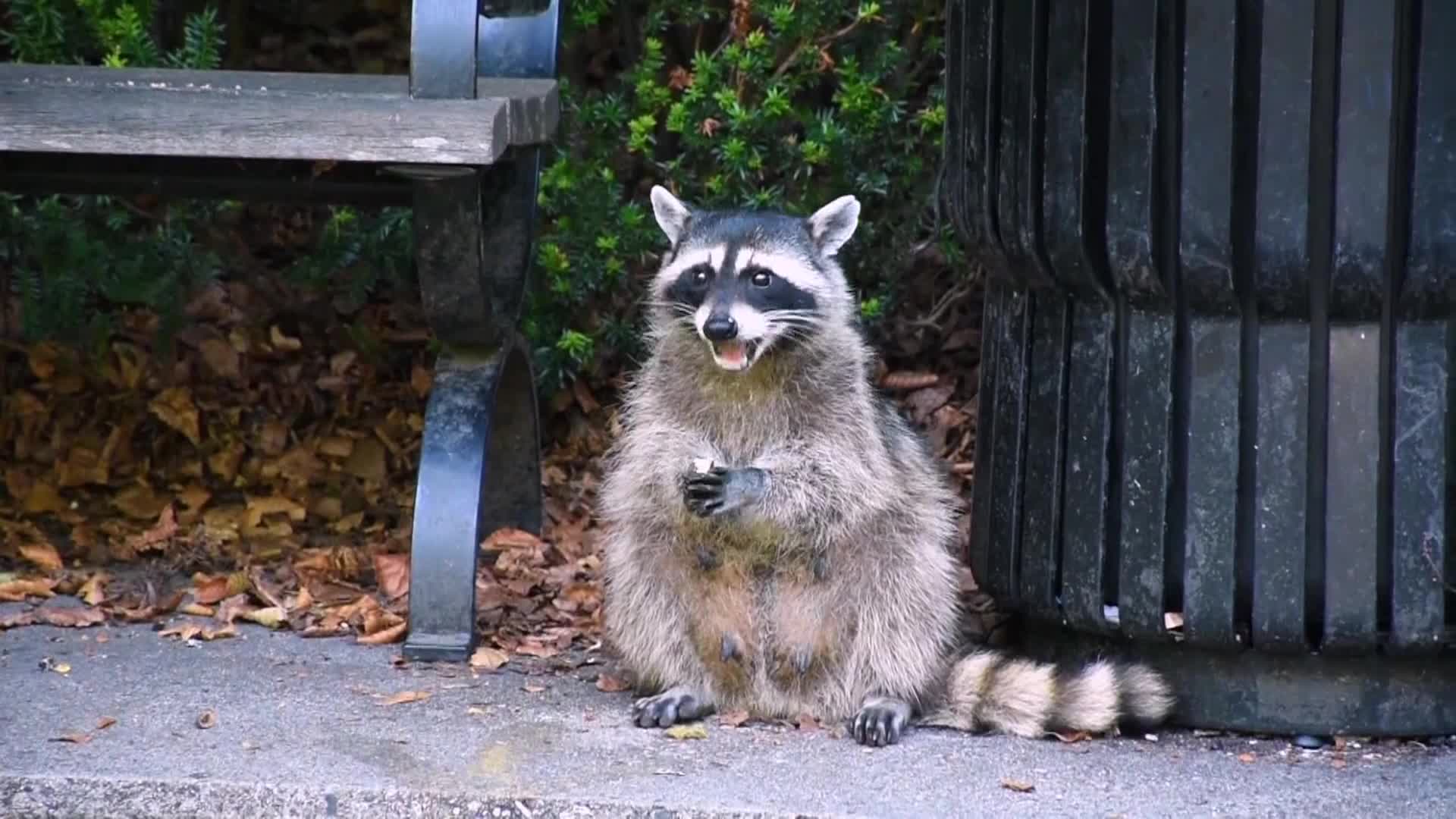 AnimalPlanet