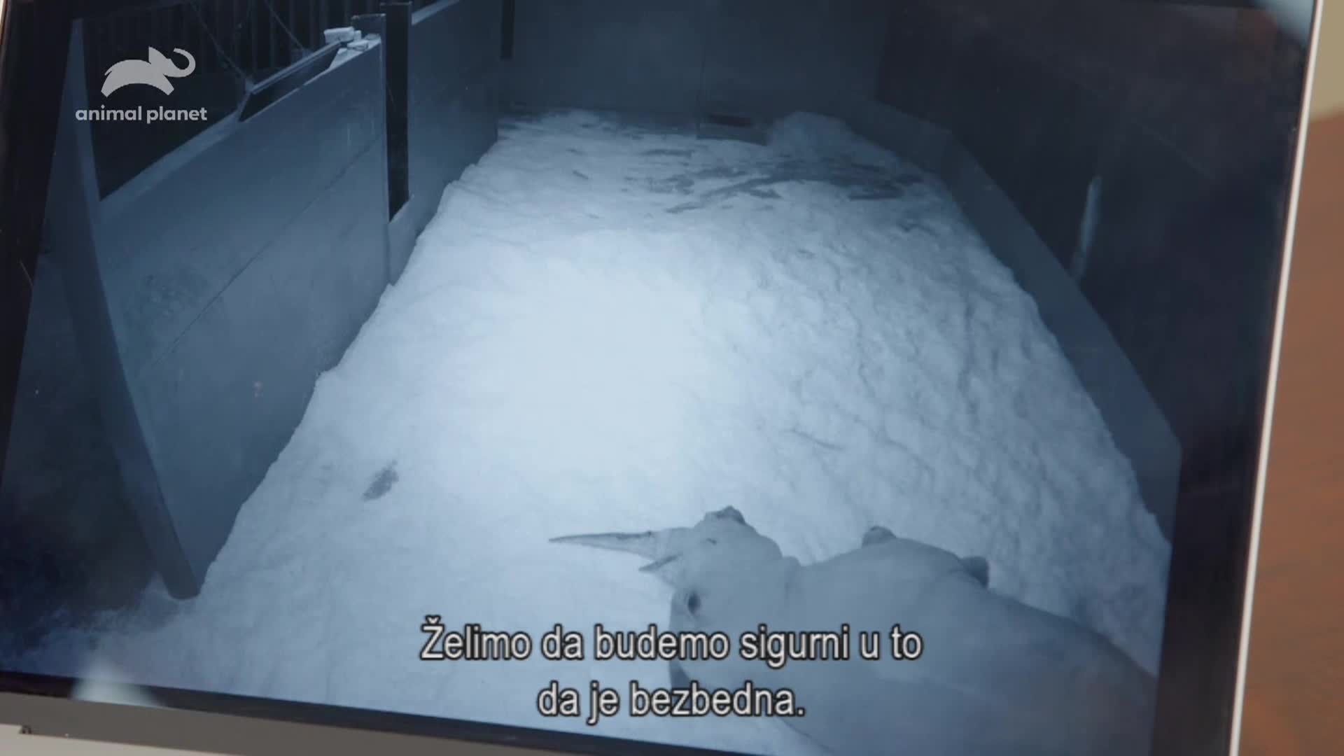 AnimalPlanet