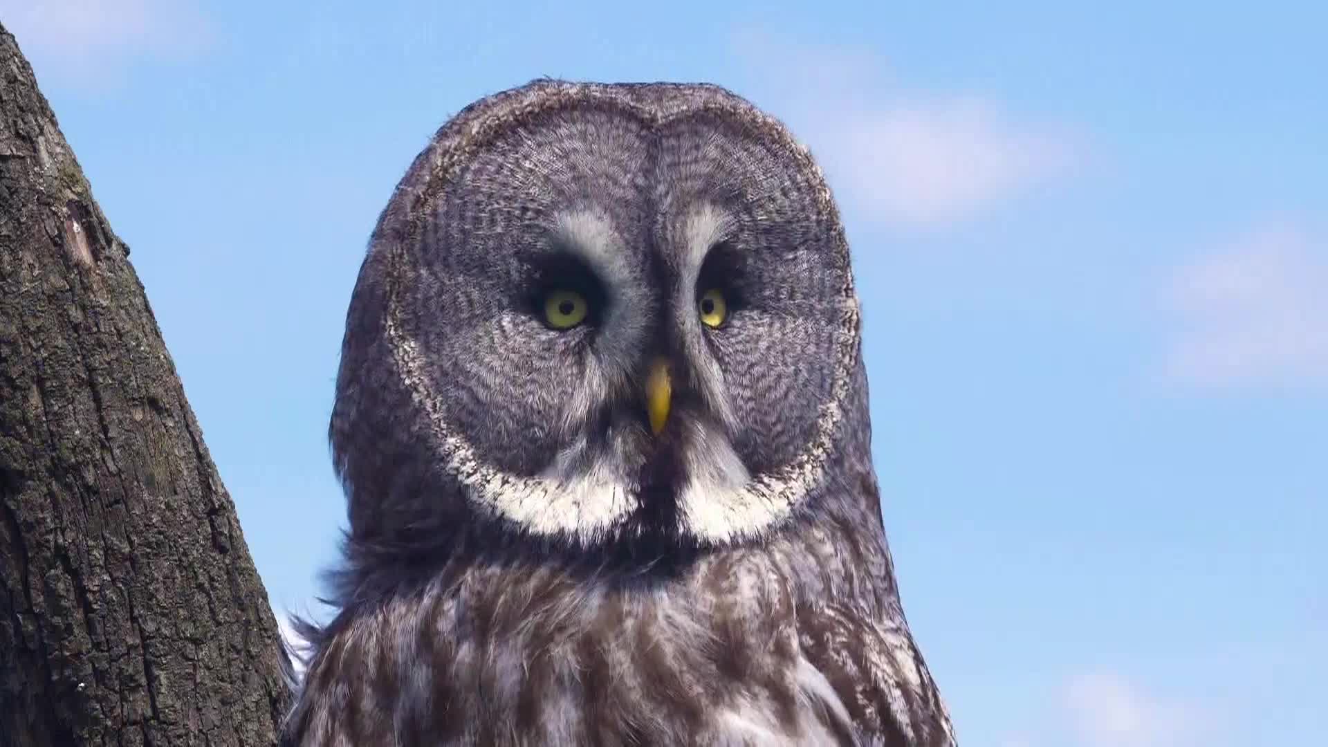 AnimalPlanet