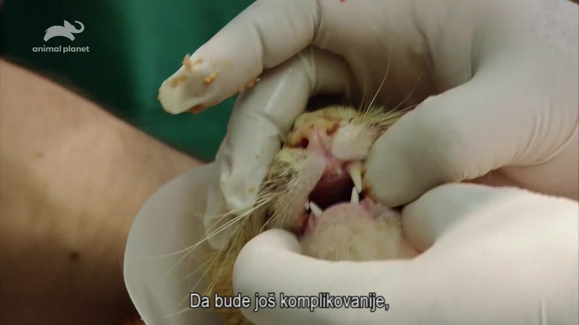 AnimalPlanet