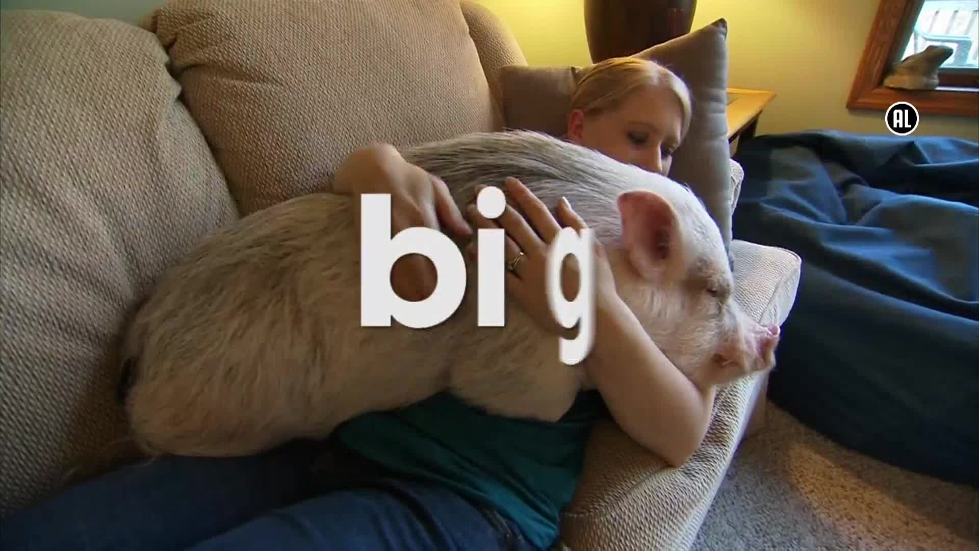 AnimalPlanet