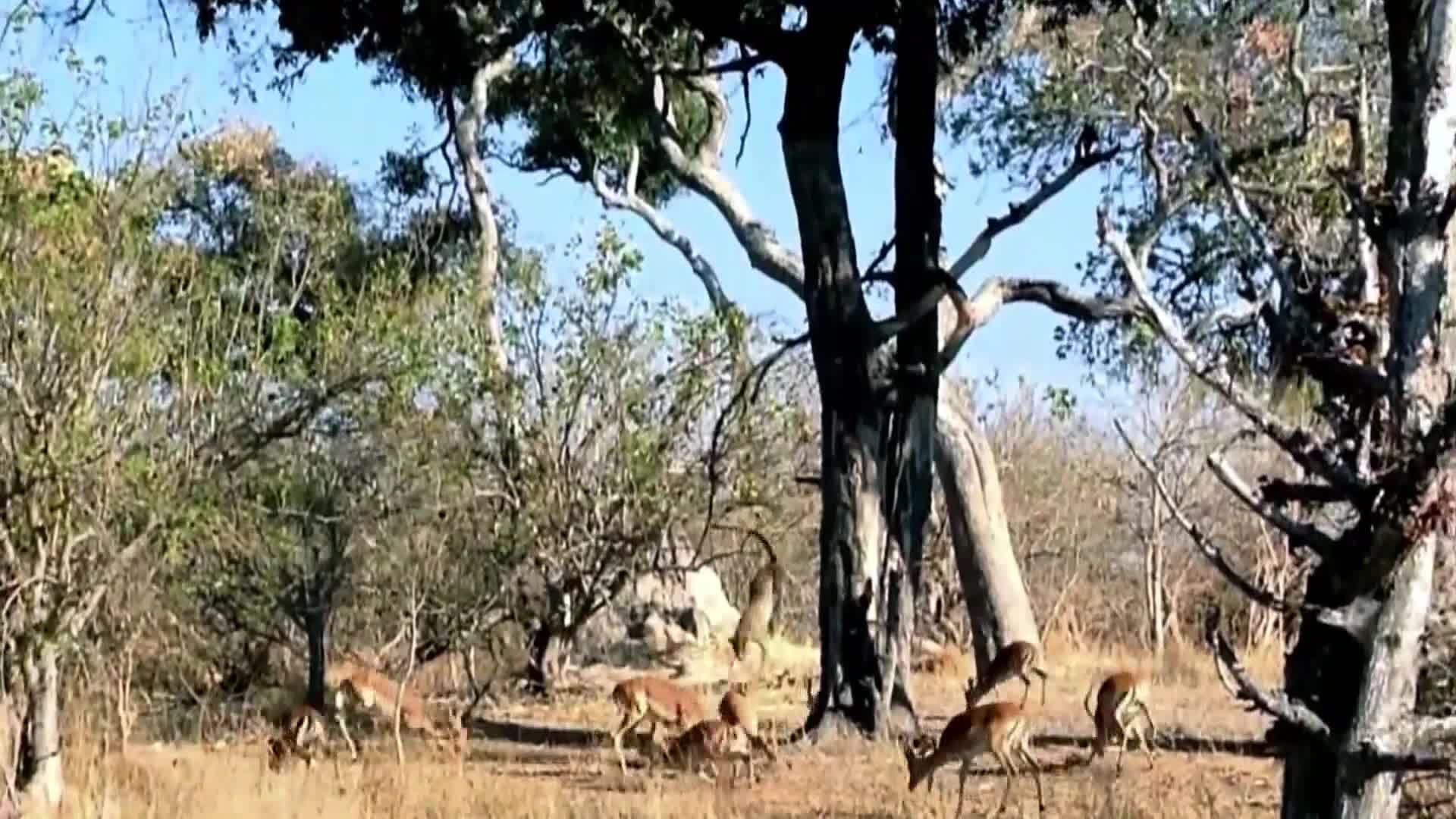 AnimalPlanet