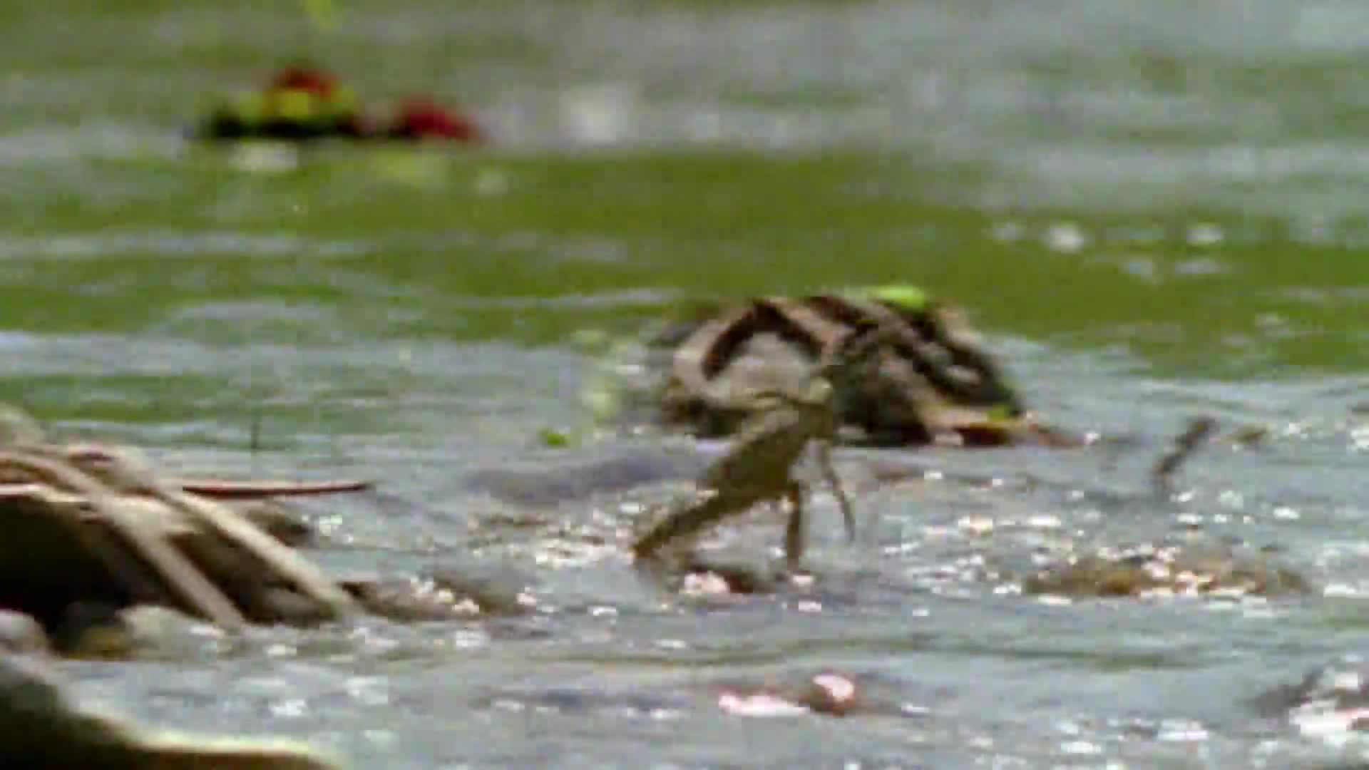 AnimalPlanet