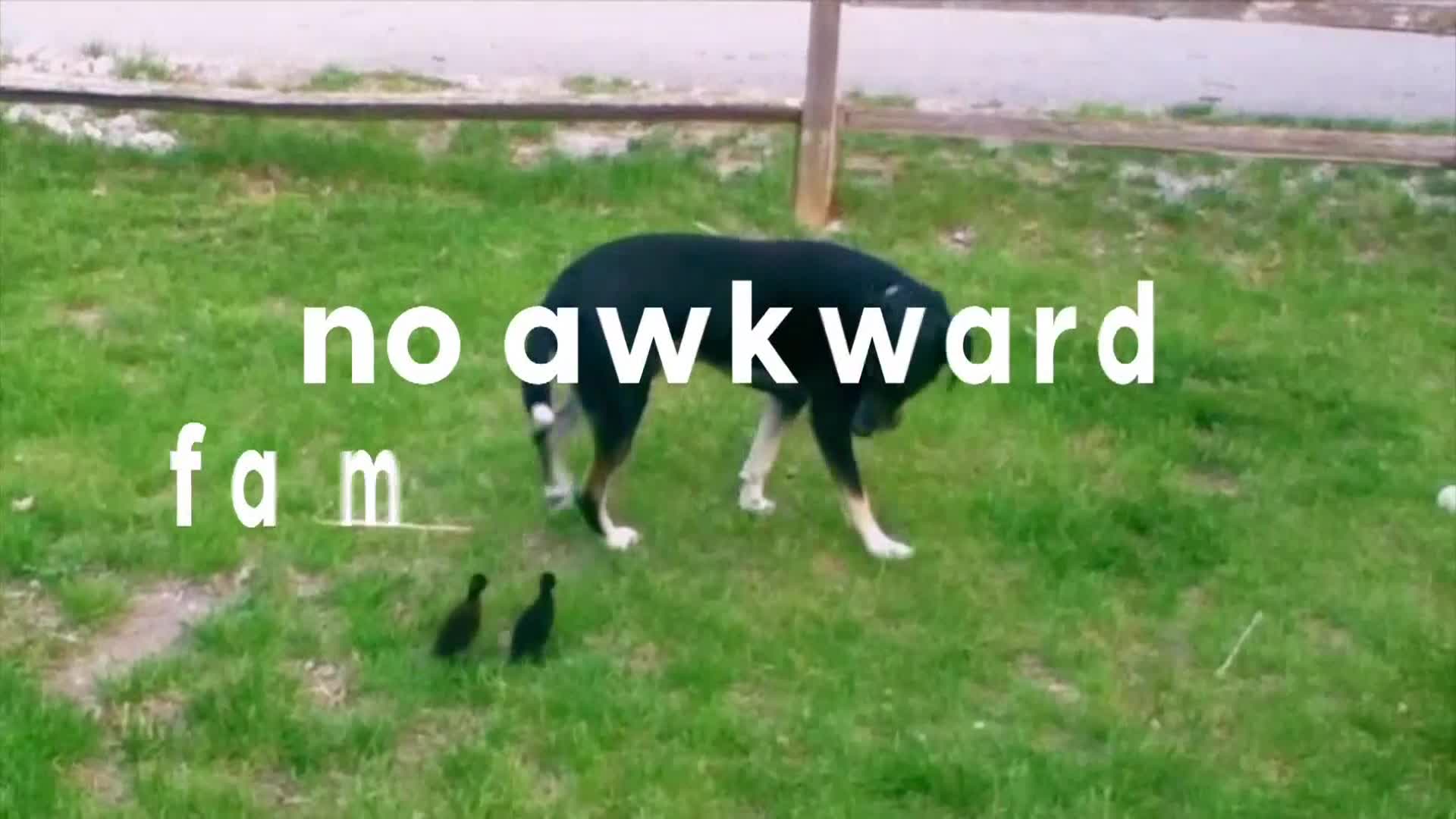 AnimalPlanet
