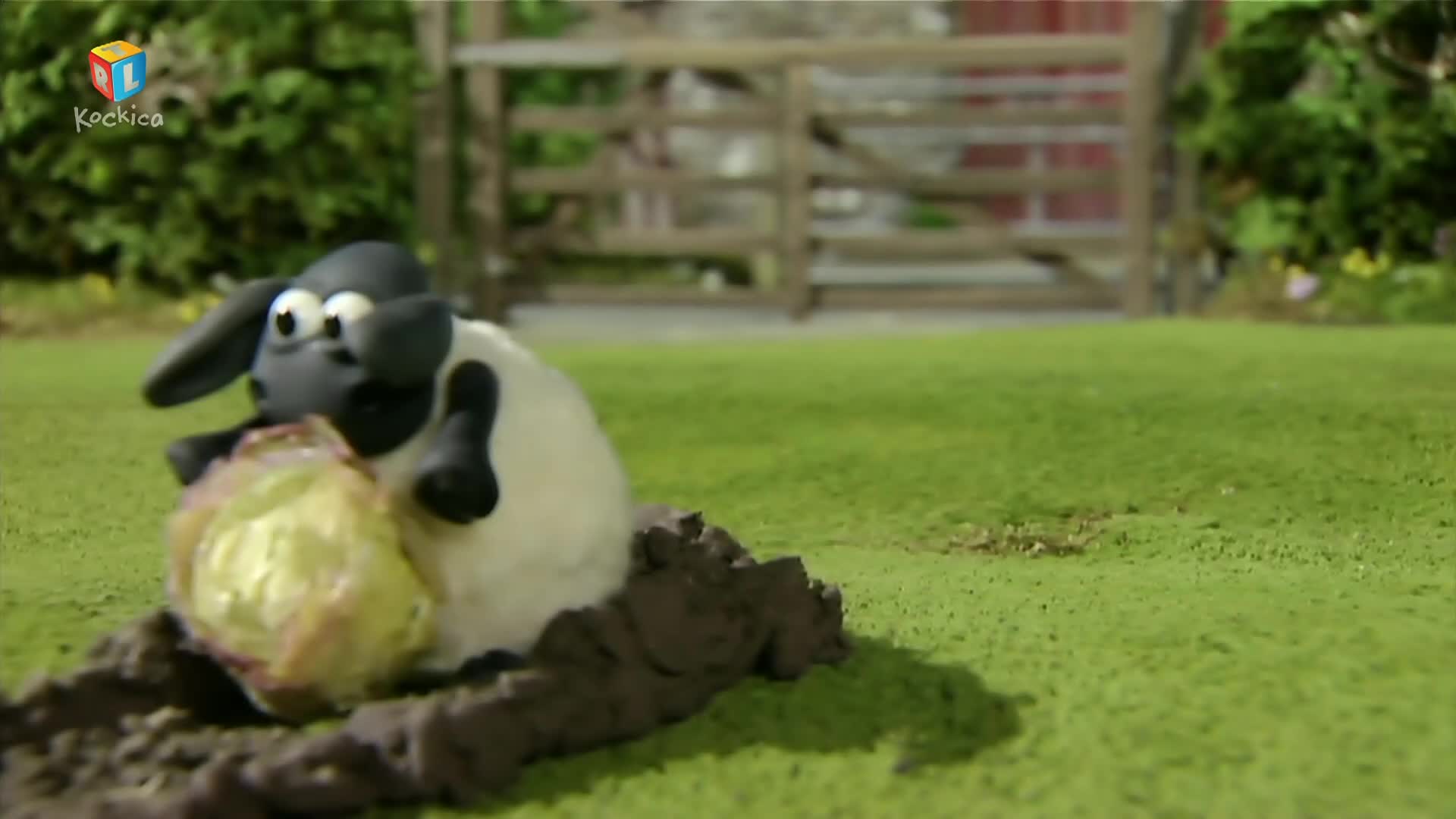 RTLKockica