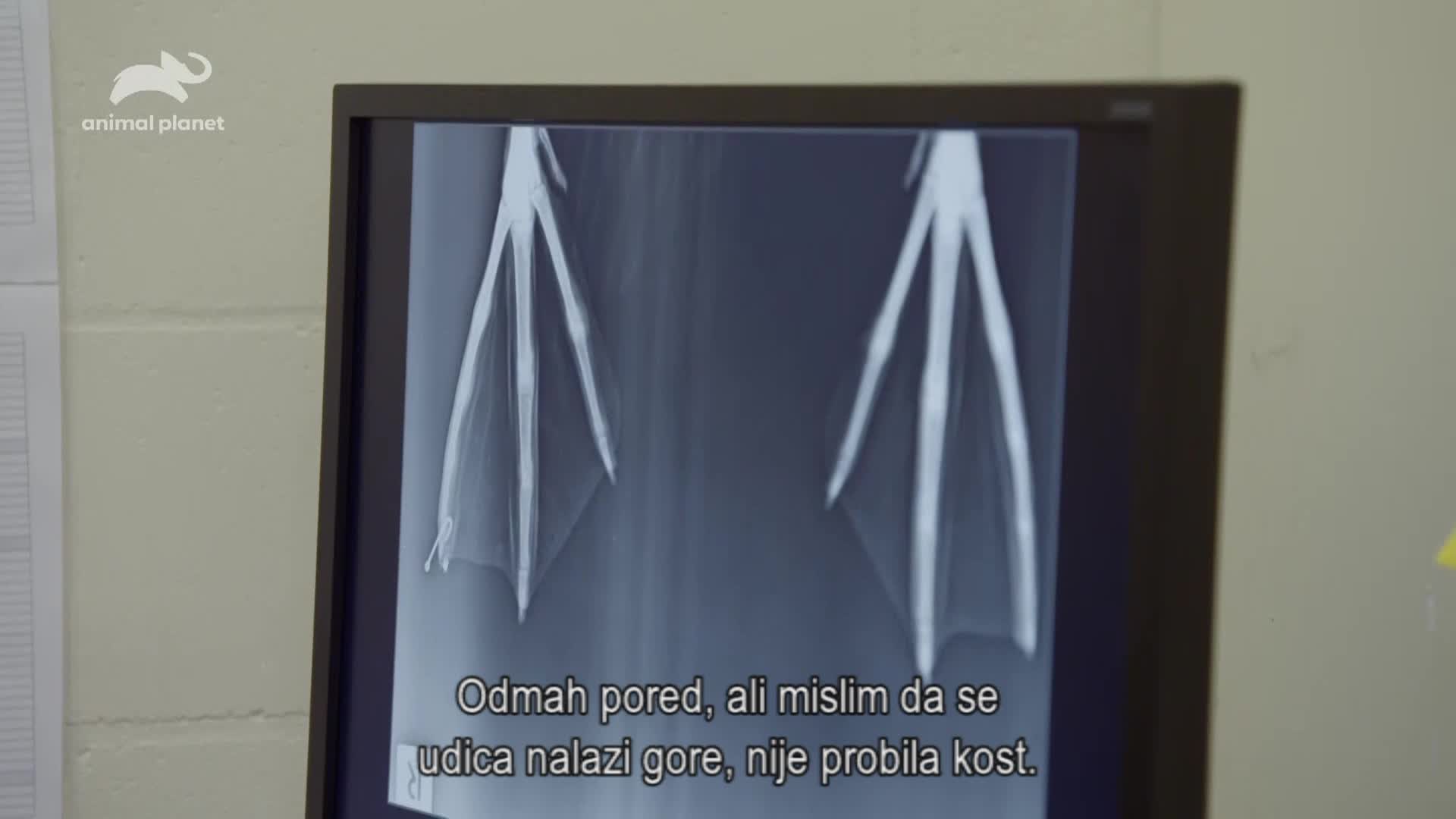AnimalPlanet