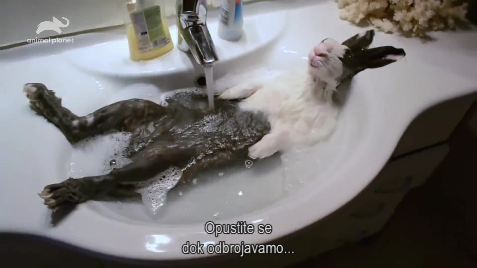 AnimalPlanet