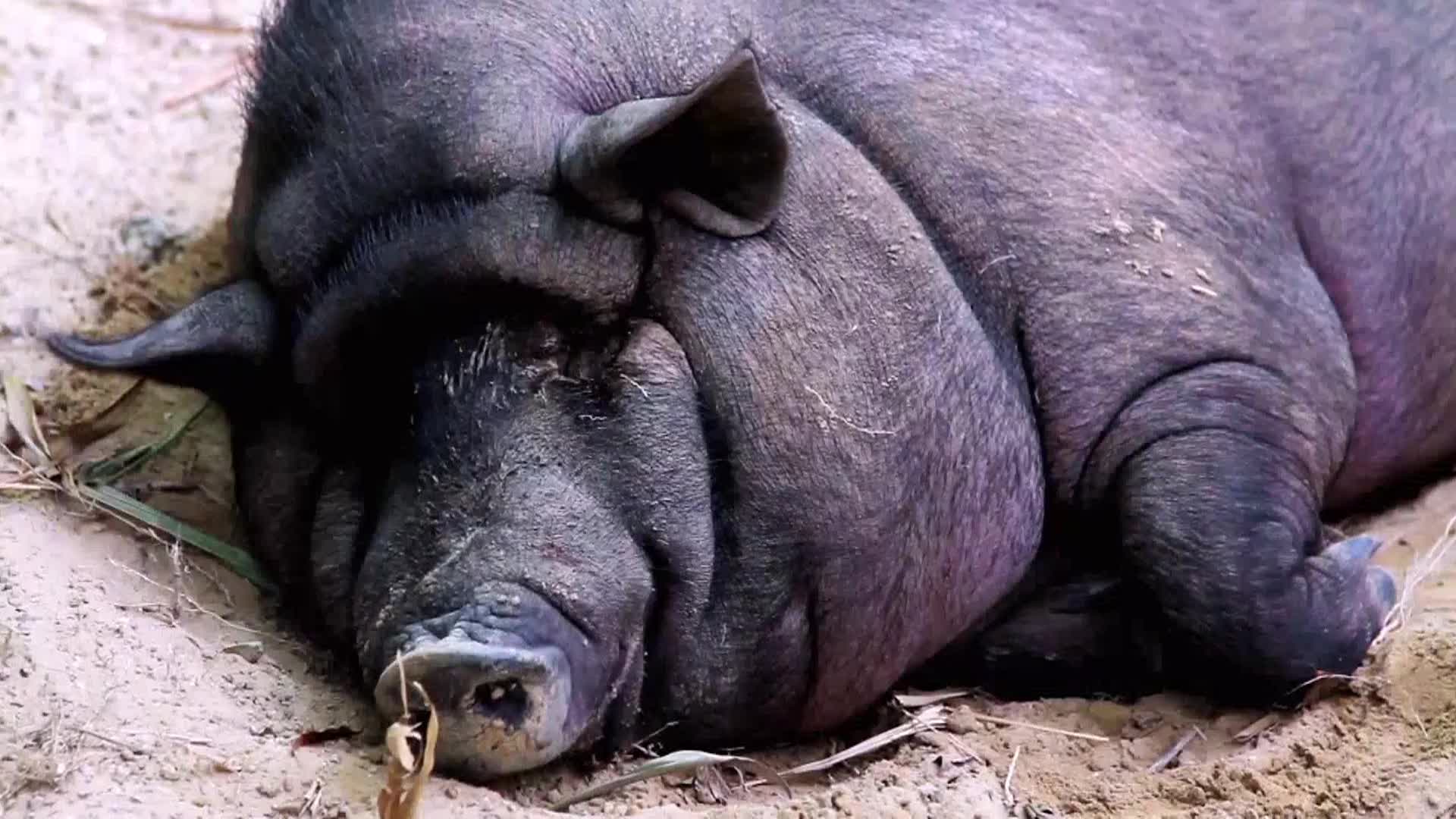 AnimalPlanet