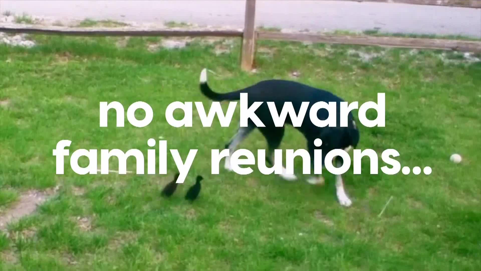 AnimalPlanet