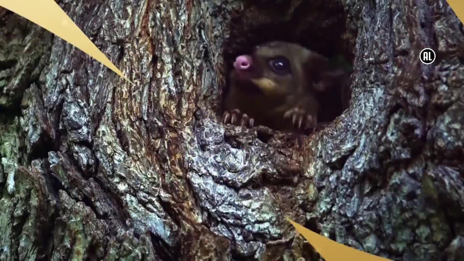 AnimalPlanet