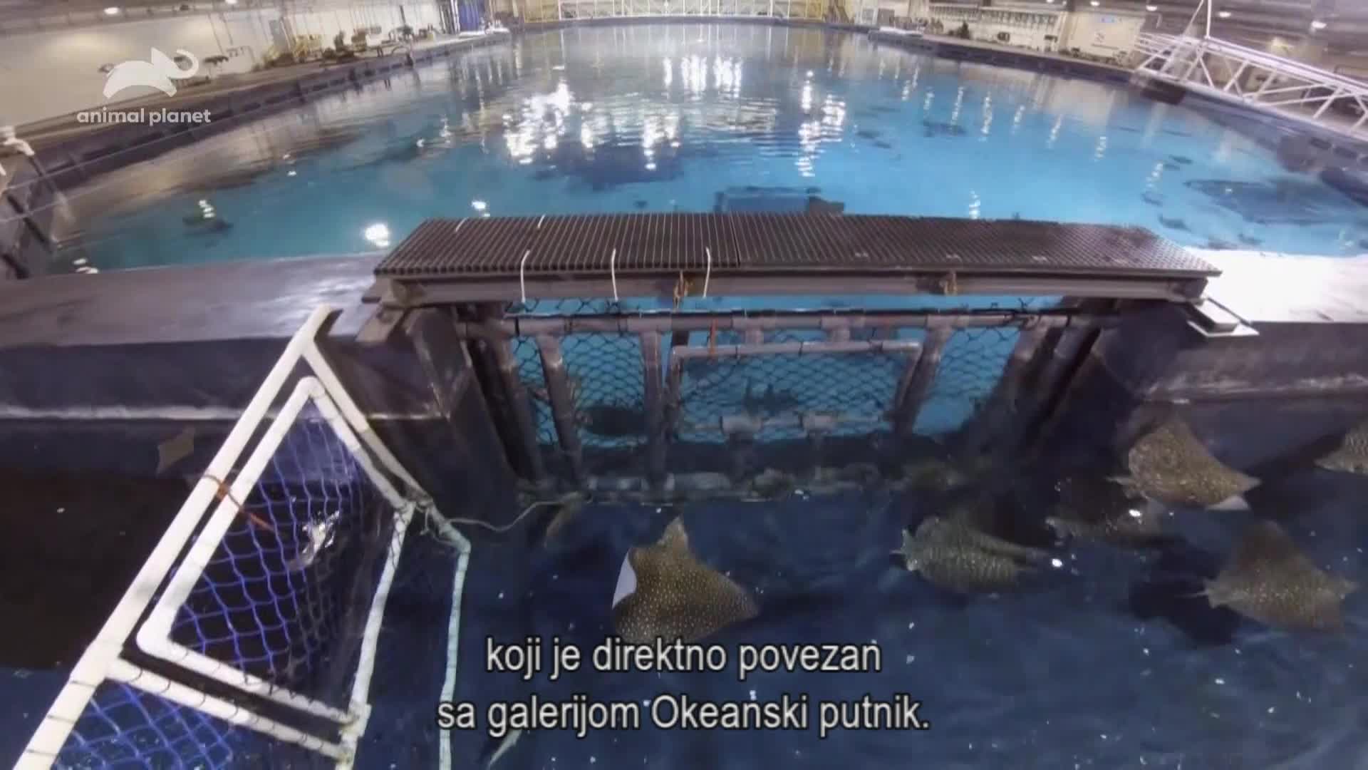 AnimalPlanet