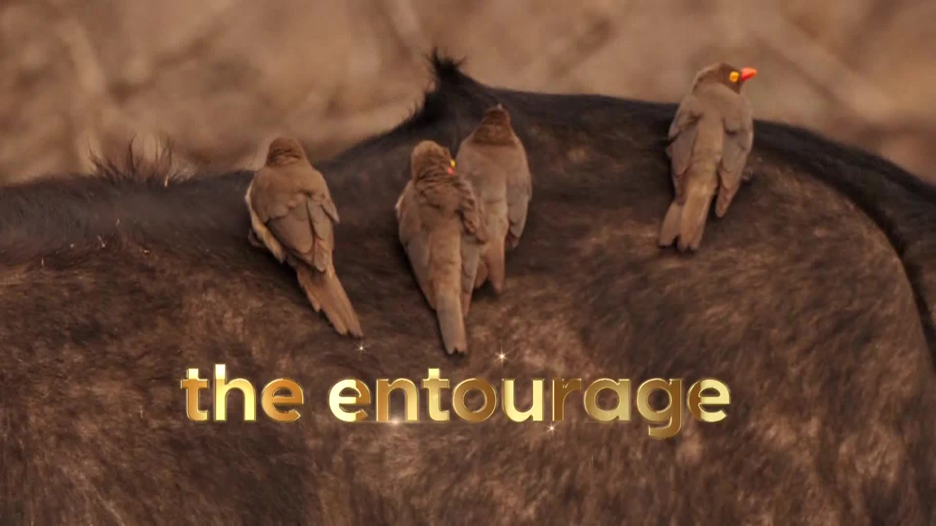 AnimalPlanet