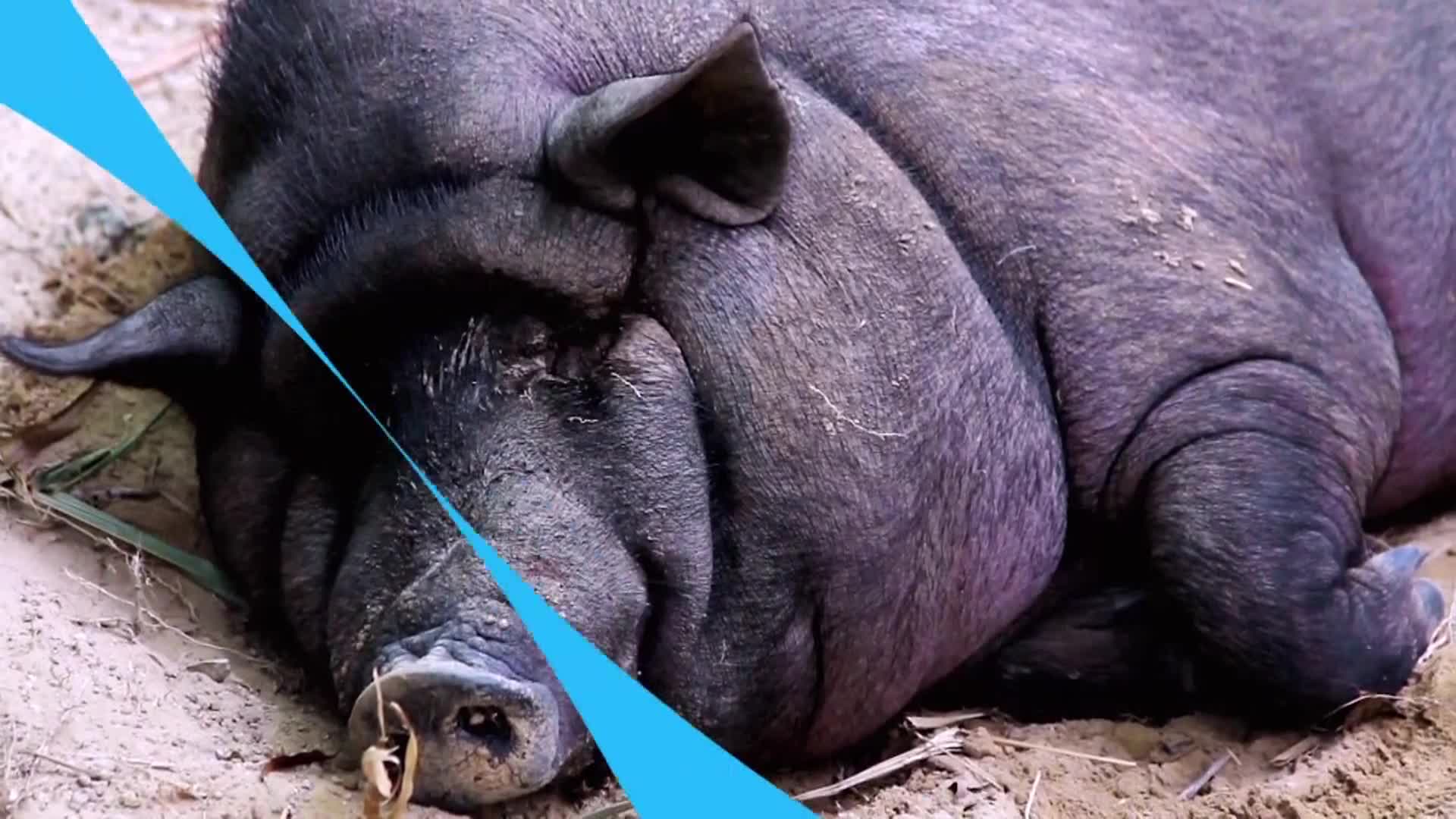 AnimalPlanet