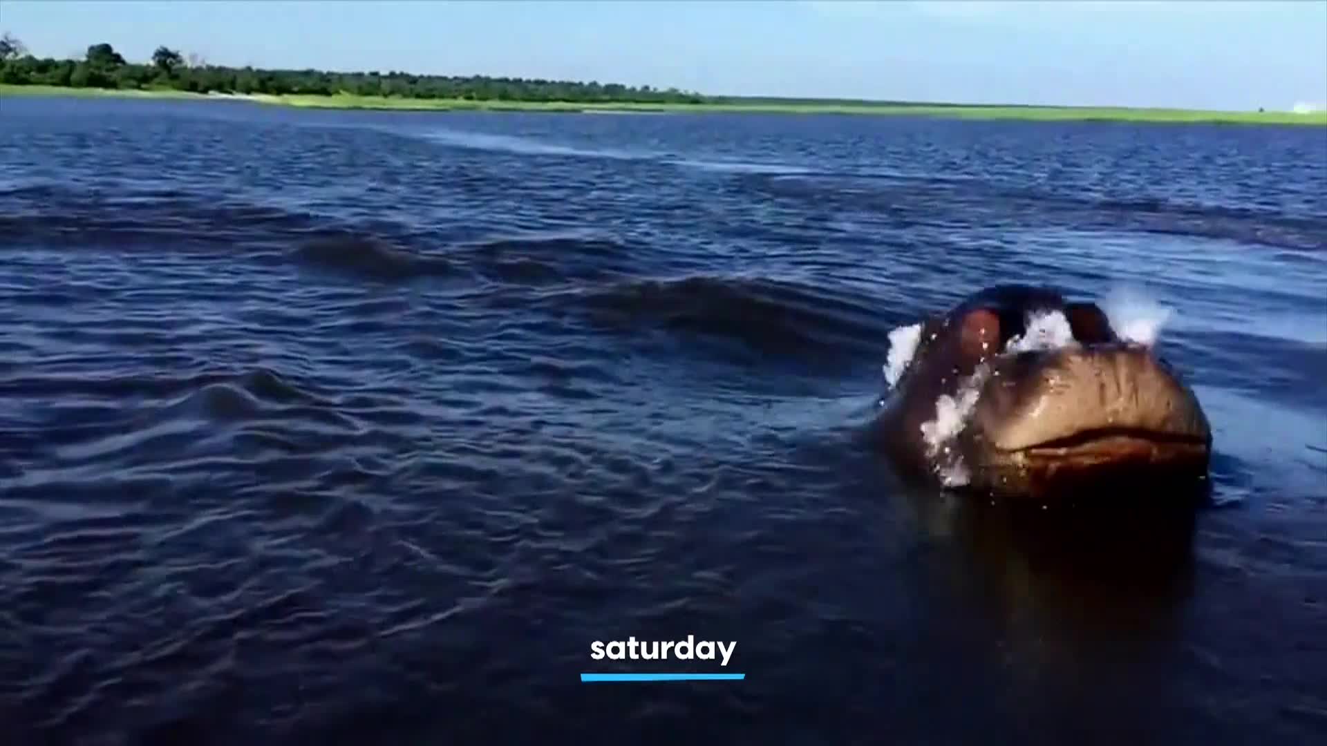 AnimalPlanet