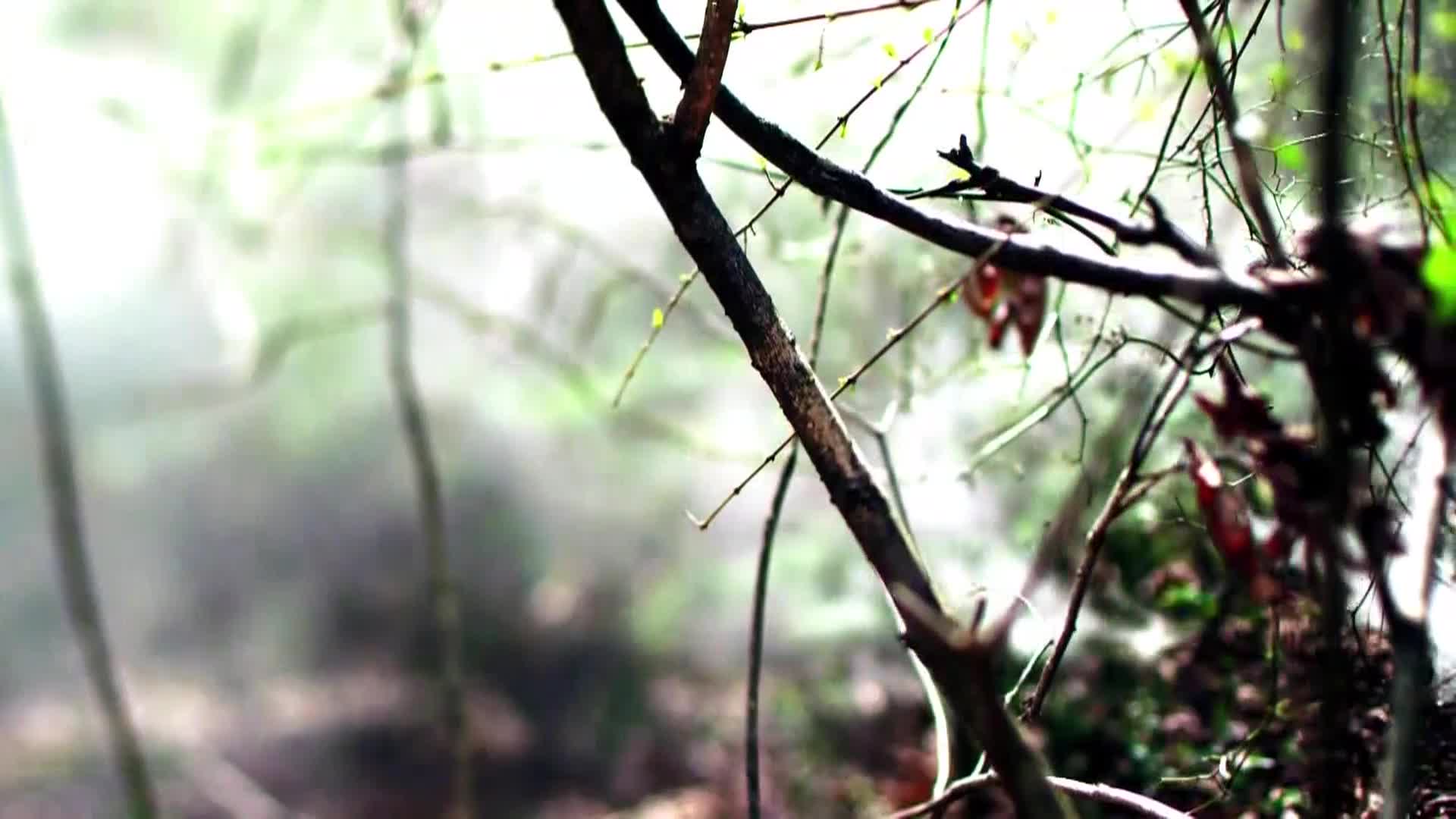 AnimalPlanet