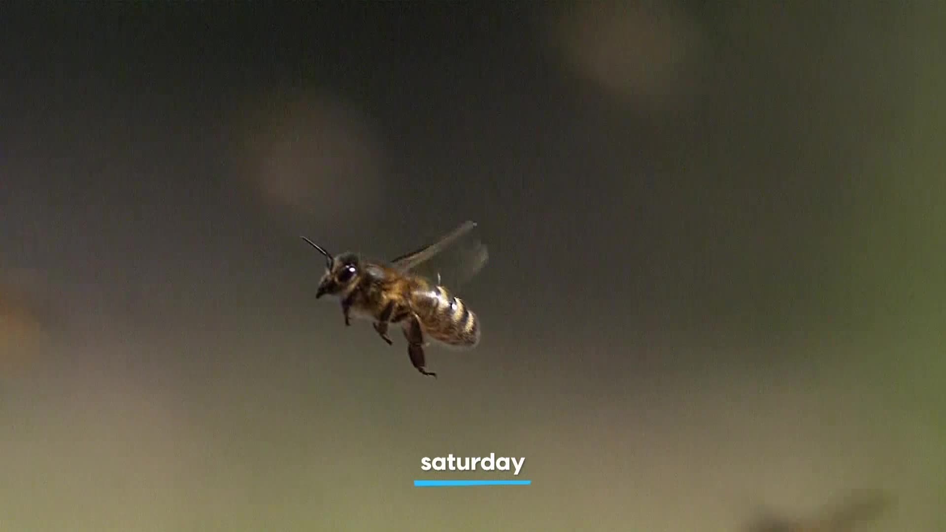 AnimalPlanet