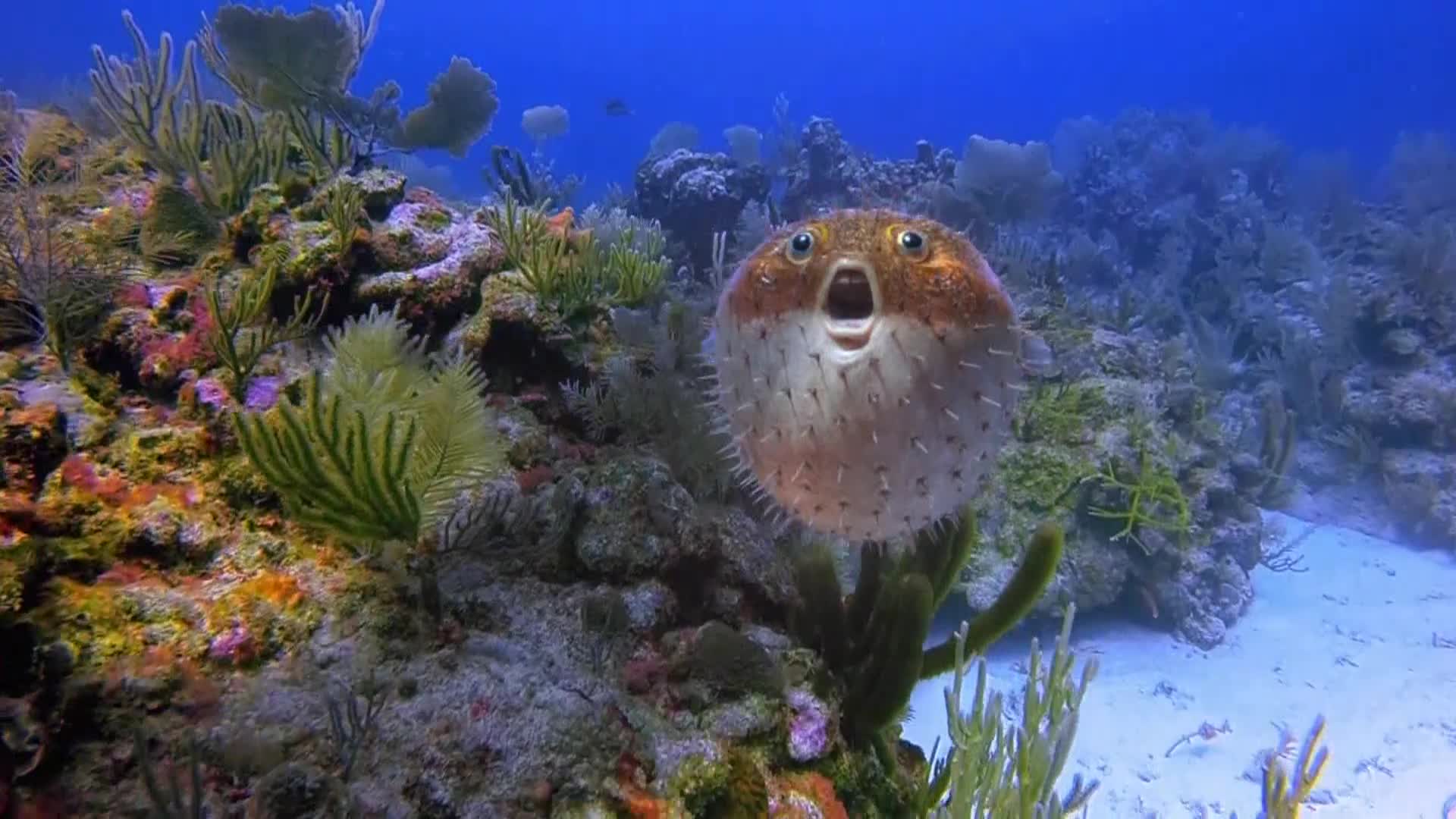 AnimalPlanet
