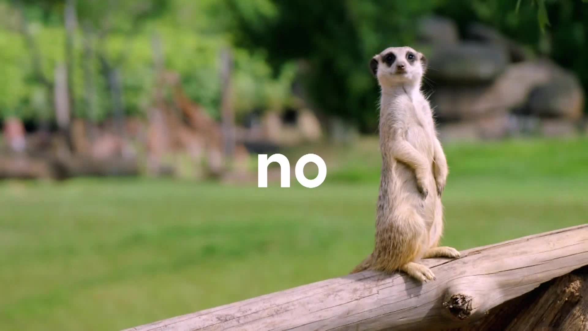 AnimalPlanet