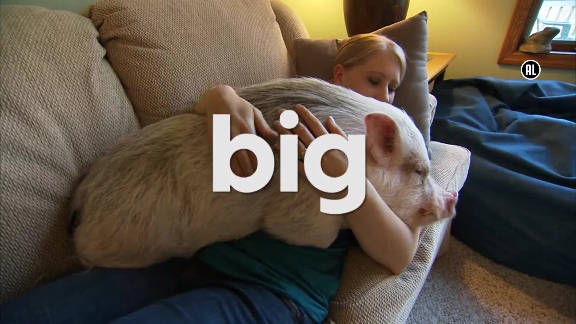 AnimalPlanet