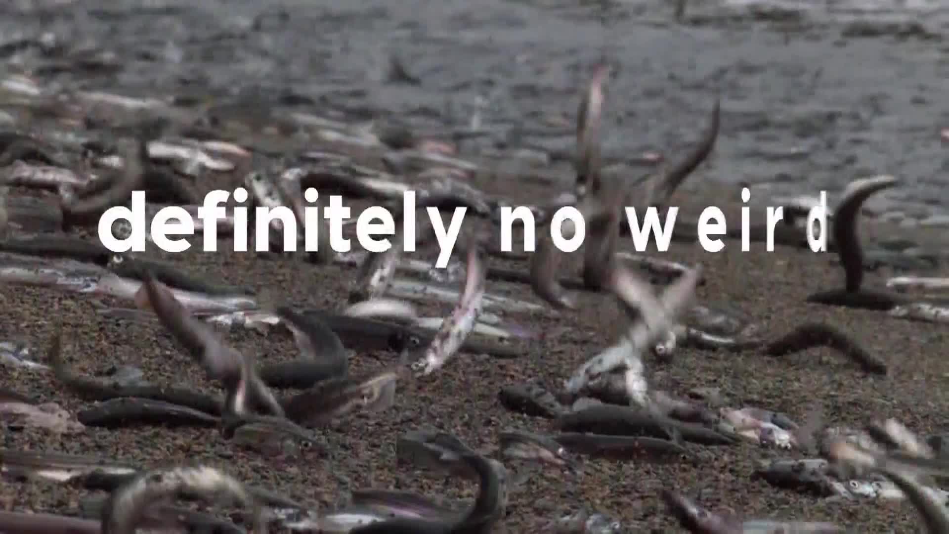 AnimalPlanet
