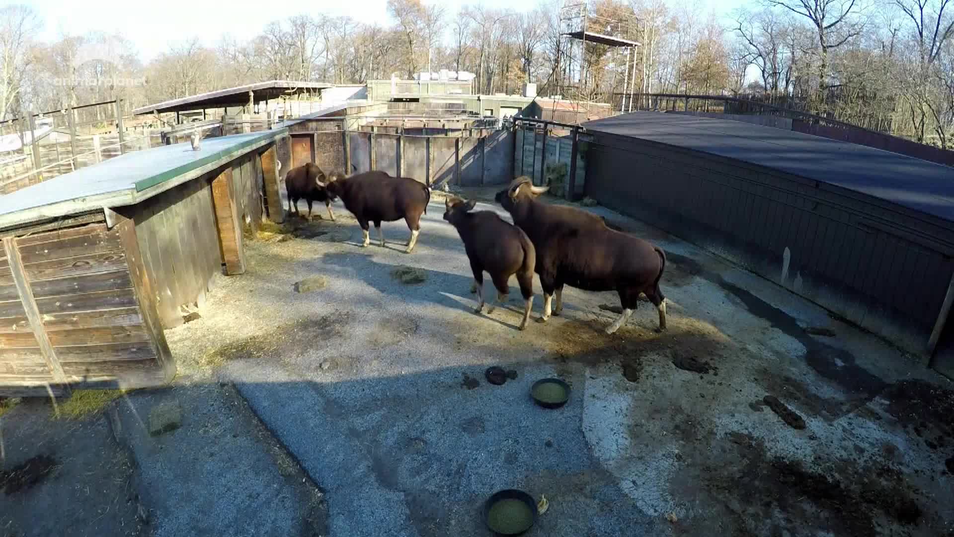 AnimalPlanet