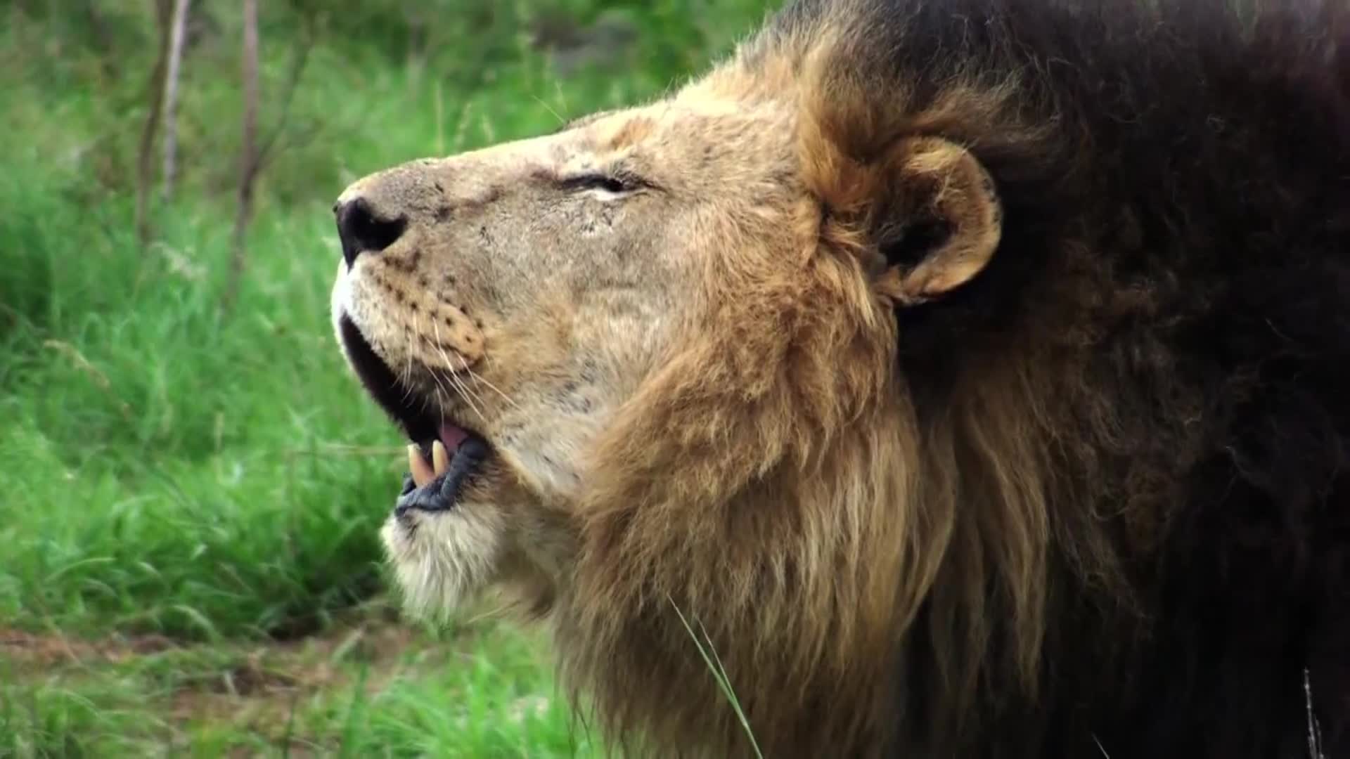 AnimalPlanet