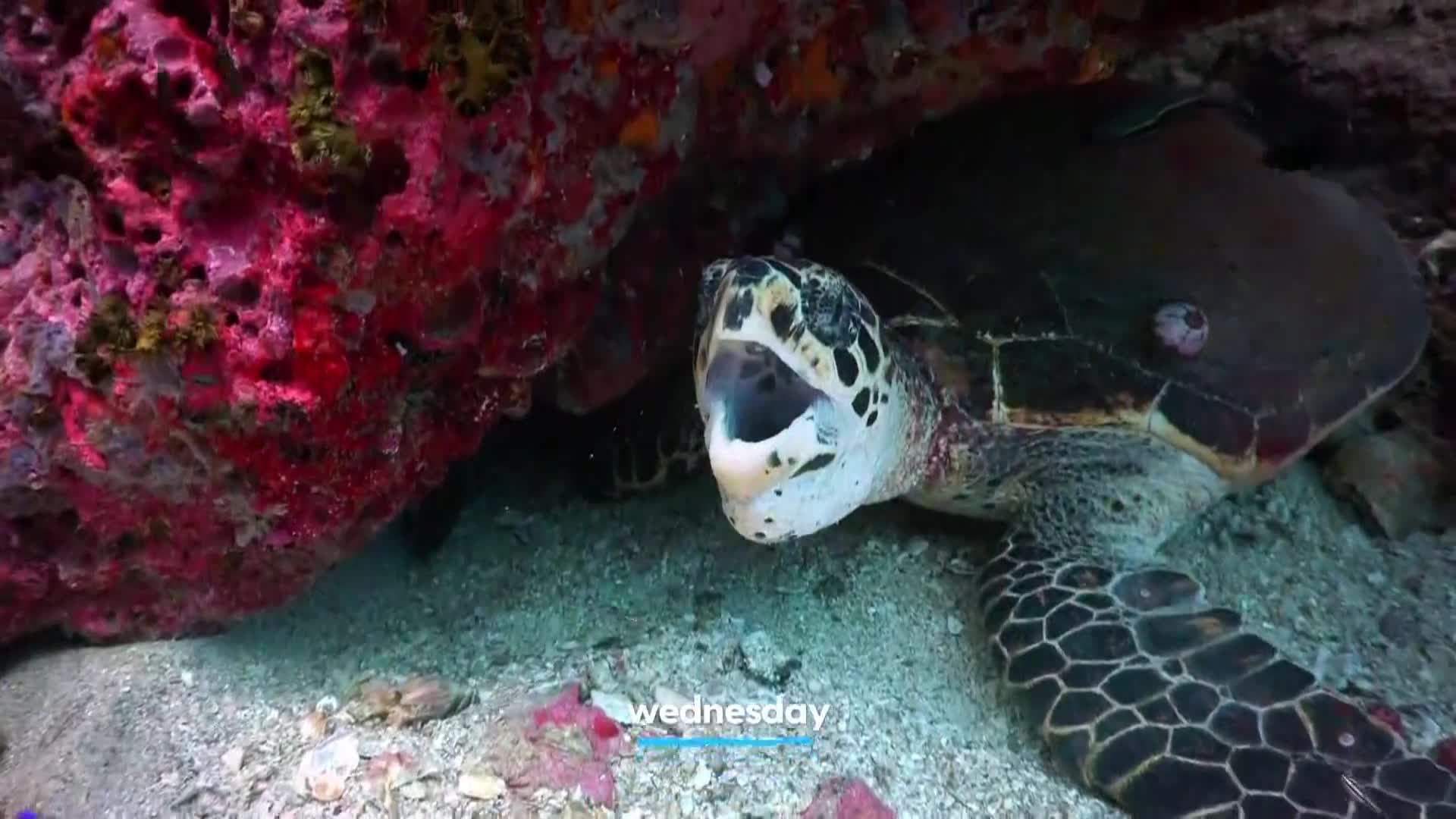 AnimalPlanet