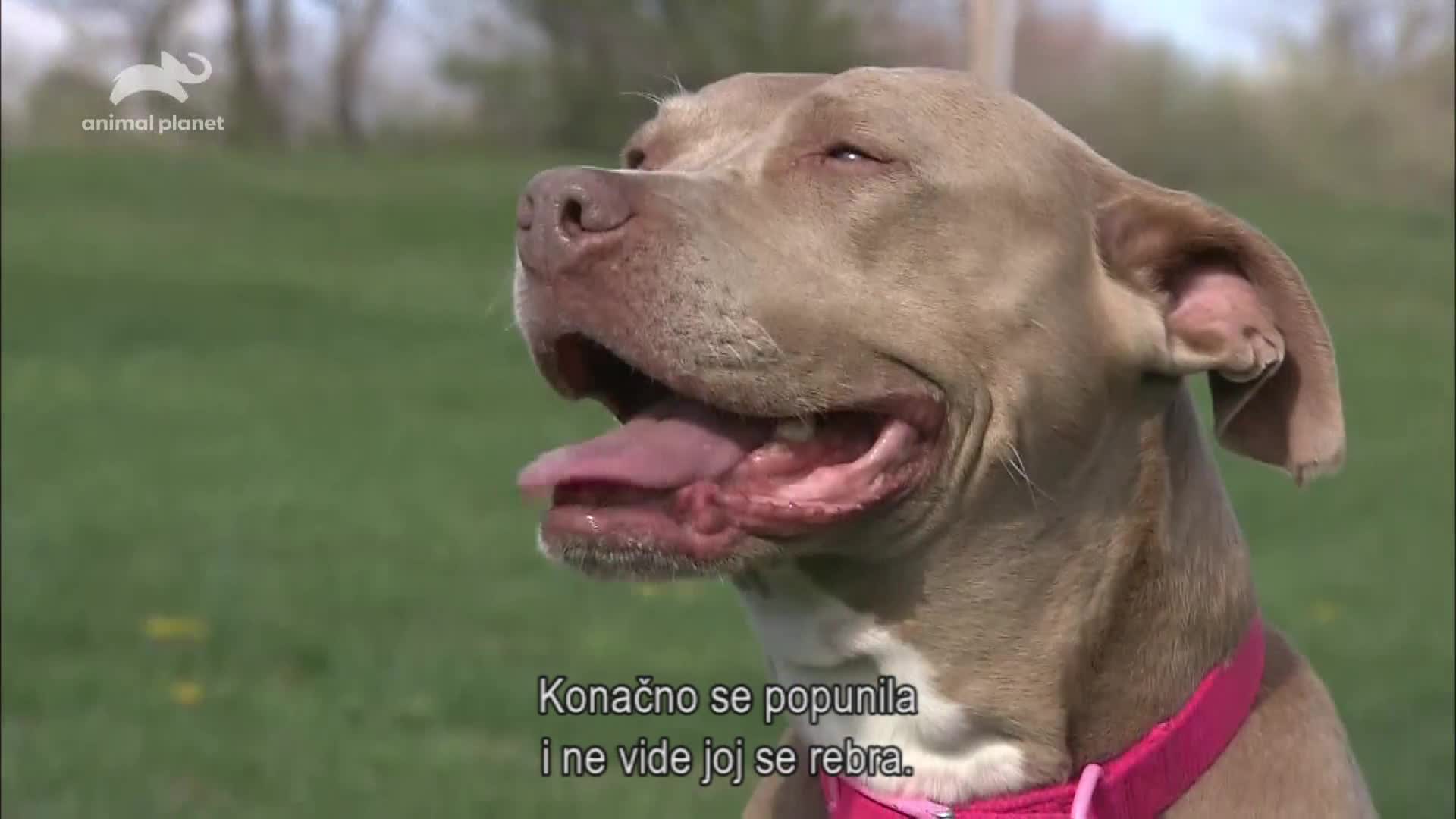 AnimalPlanet