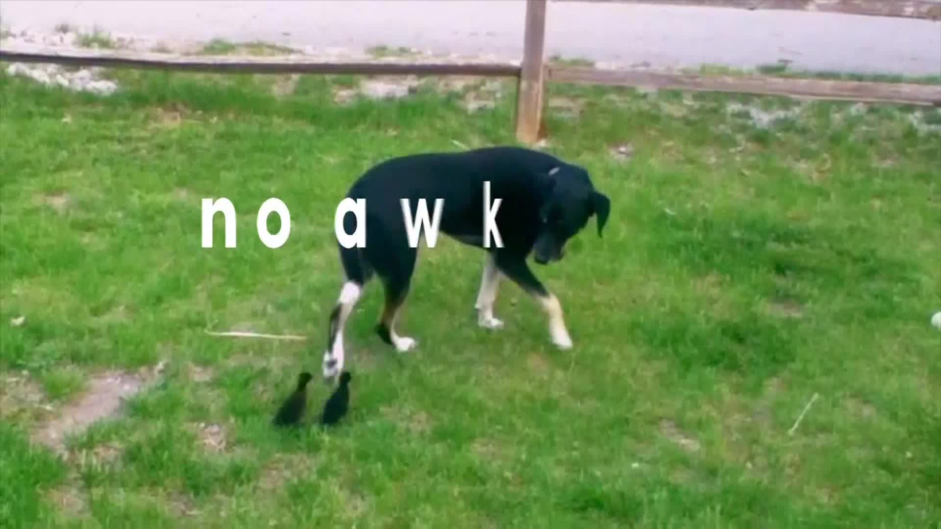 AnimalPlanet
