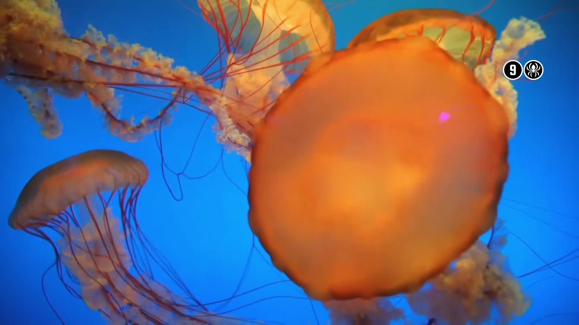 AnimalPlanet