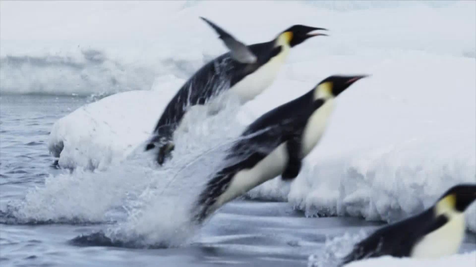 AnimalPlanet